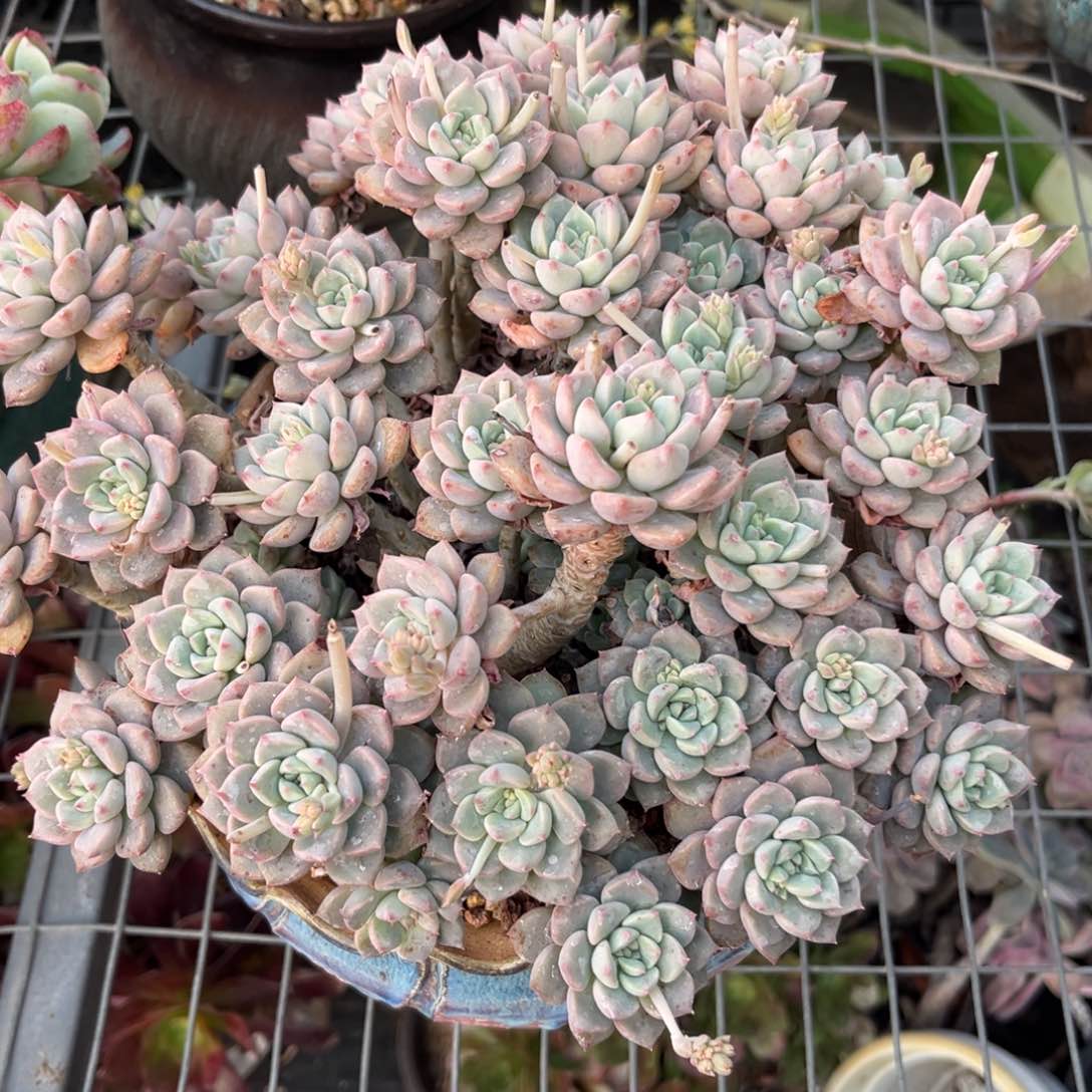 粉布偶多肉植物多肉