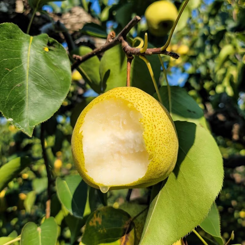 冰糖雪梨砀山百年老树酥梨酥脆多汁脆甜爽口冬季吃梨适合干燥天气