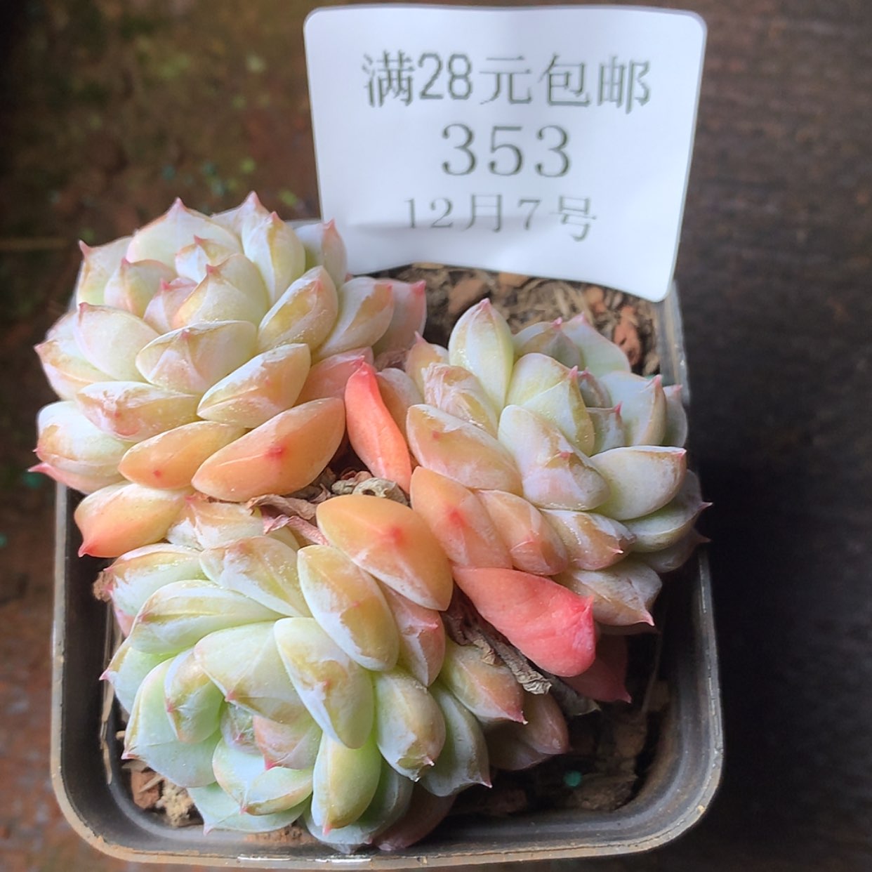 【闪购商品】云353号