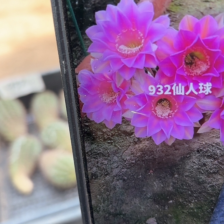 932彩侧牙20包邮仙人球35