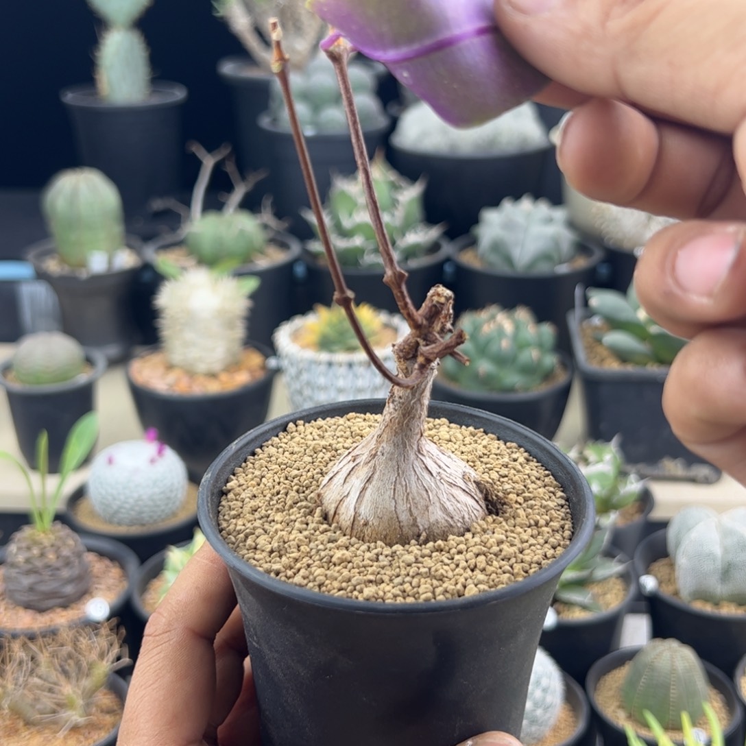 紫背萝藦4.3一物一拍