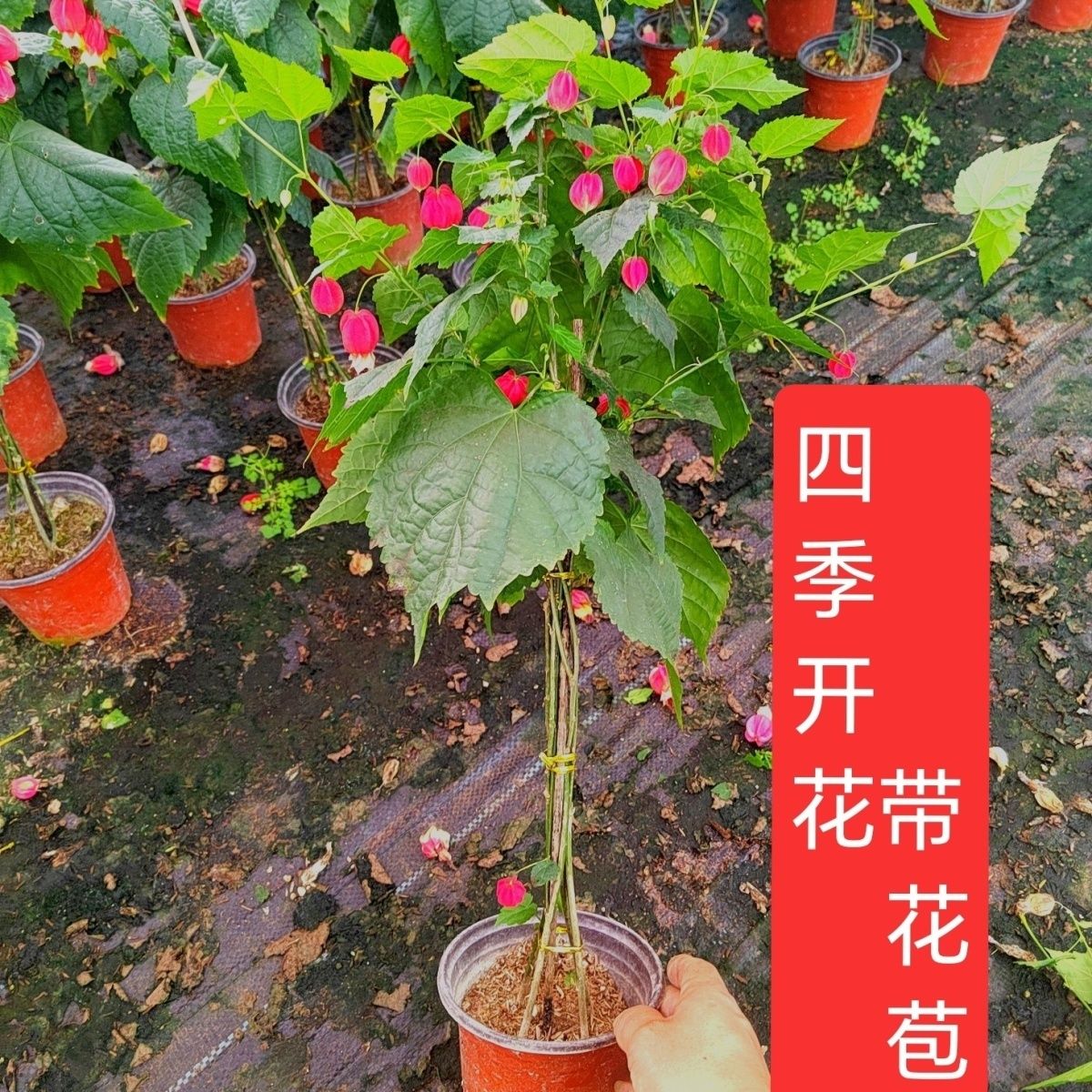 丛林款灯笼花盆栽耐热耐寒四季开花庭院阳台慢性爬藤风铃