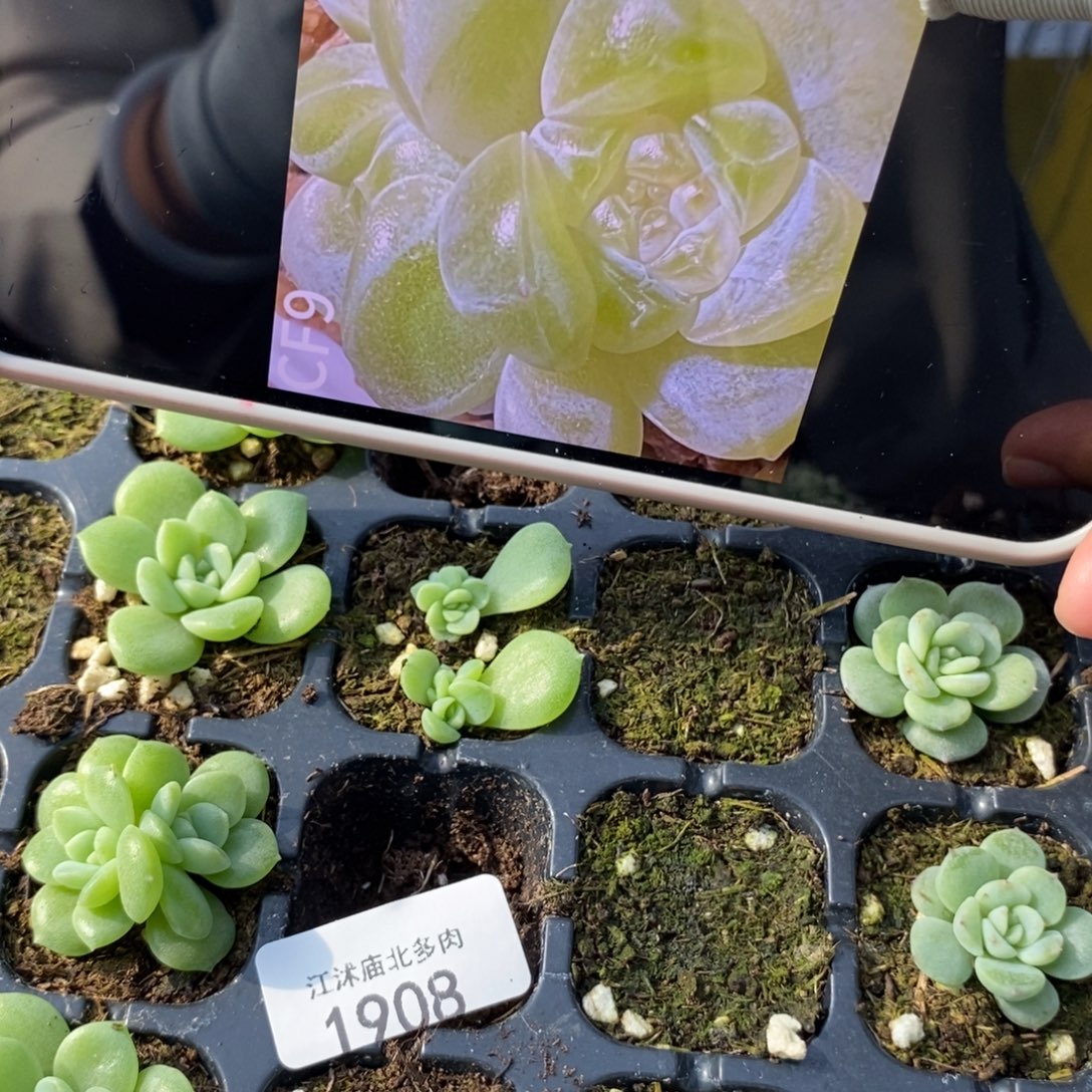 标1908哈财富c9芽苗一个