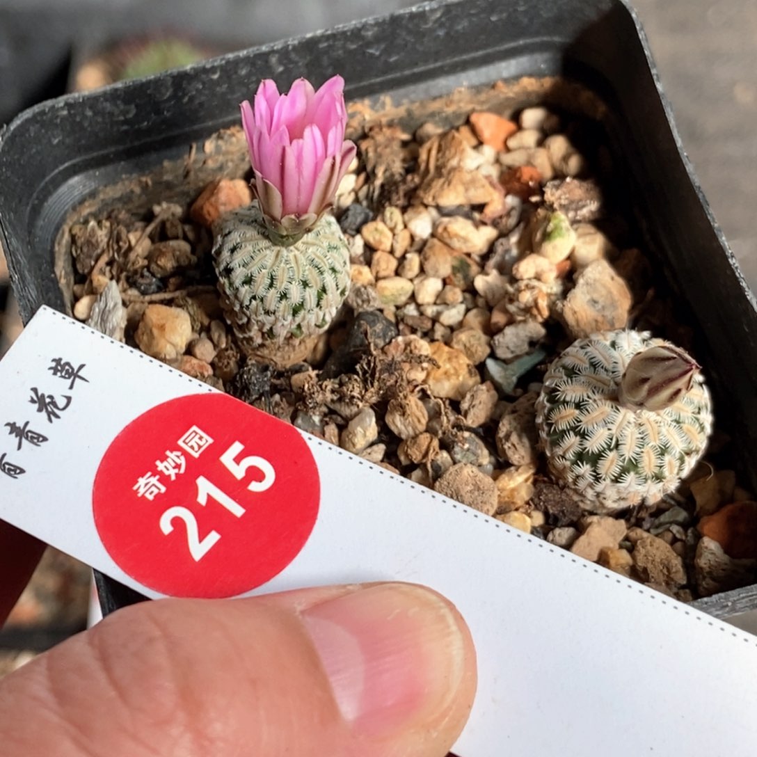 实生赤花精巧殿两颗仙人球