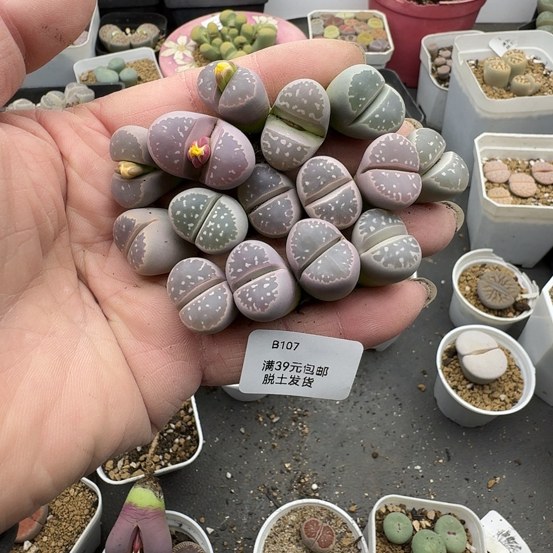 柠****107多肉哈哈哈哈哈哈