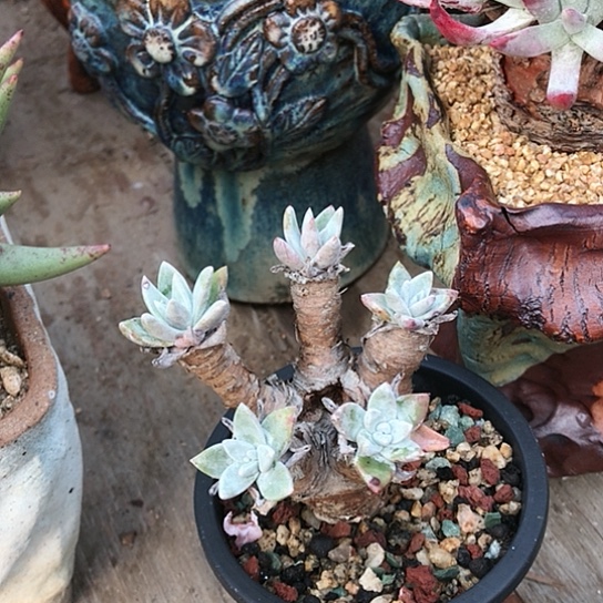 微瑕疵仙女棒杯杯