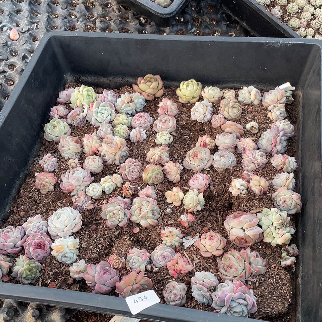 玲***434。  定。切盒发货。                