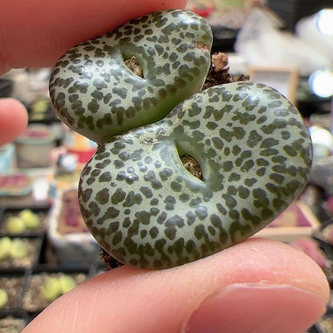 【闪购商品】275 高级安贞