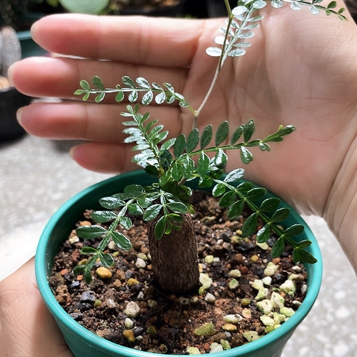 开播福利6666666666666