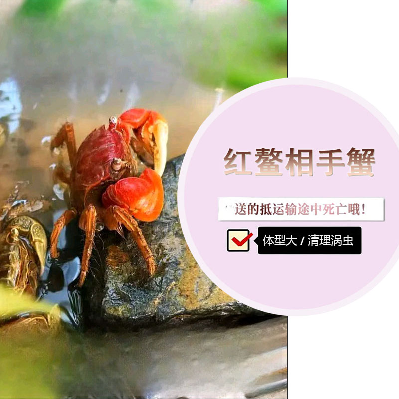 红鳌相手蟹清理涡虫宠物鱼缸观赏淡水活体草缸水陆两栖包邮
