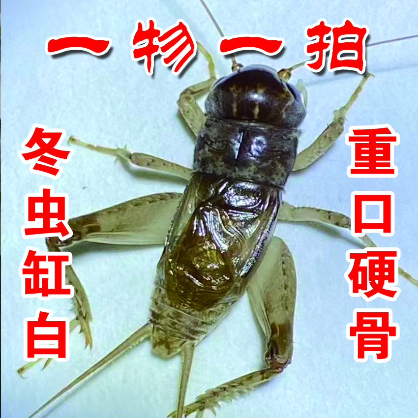 冬版白虫斗蟋  重口硬骨架 大笼型超大牙 黄峰蟋蟀蛐蛐