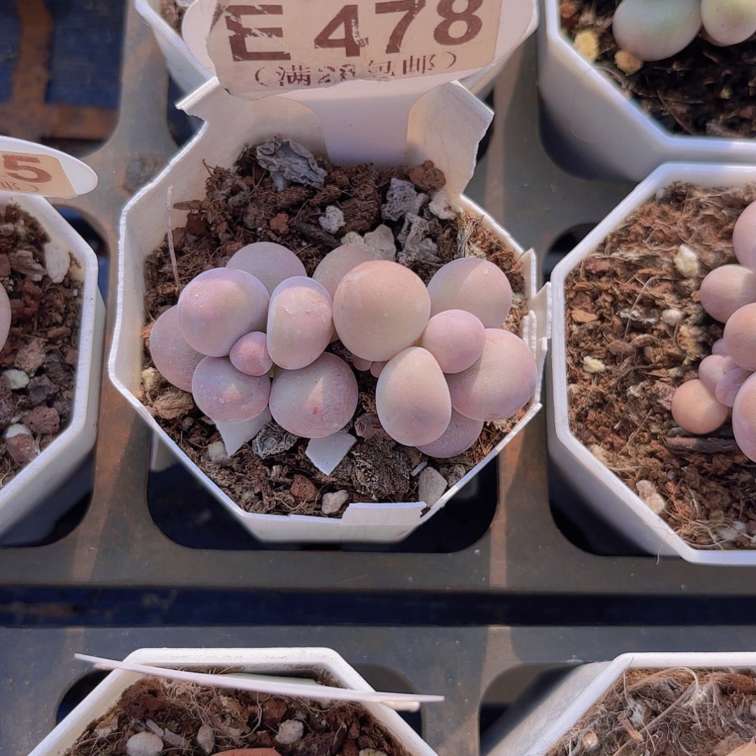 E478奶酪一物一拍