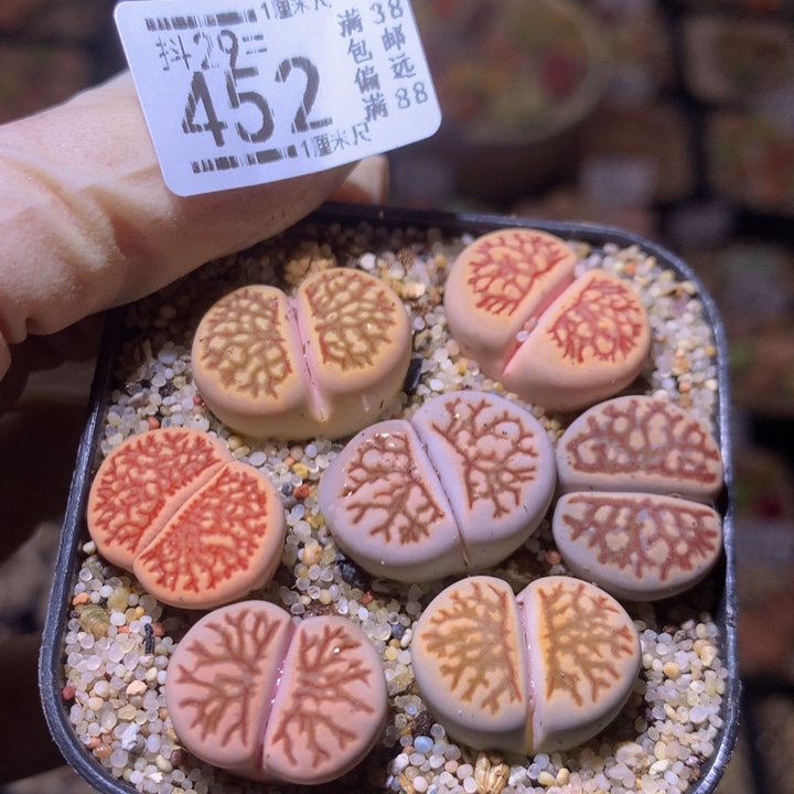 精品生生花29.452