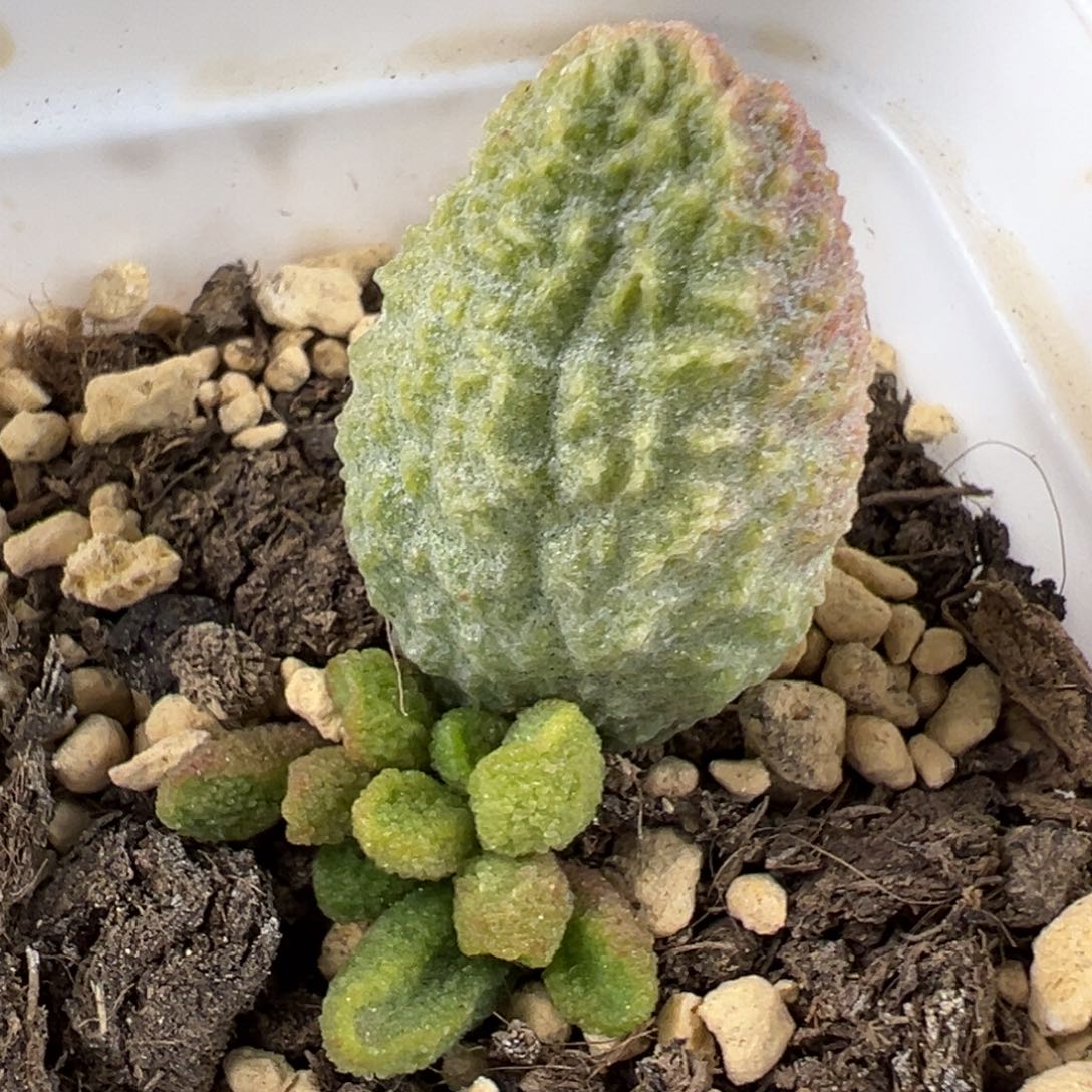 实生底叶苗纹路款多肉植物水泡