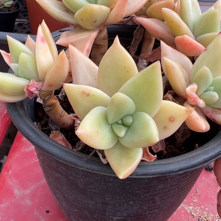 多肉植物老桩多肉植物1798