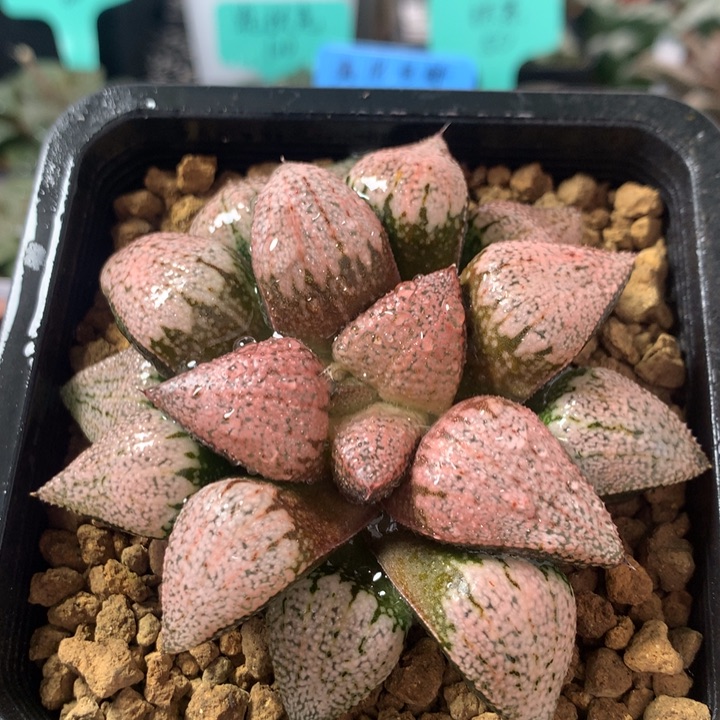 红孔雀白银一物一拍