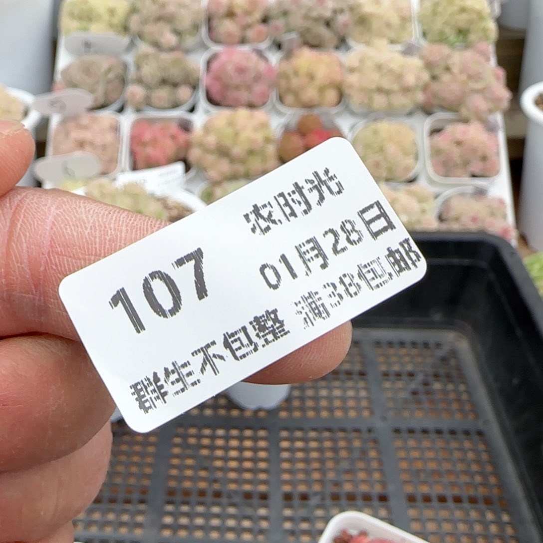 原****啊【闪购商品】0128-107（m1-73）