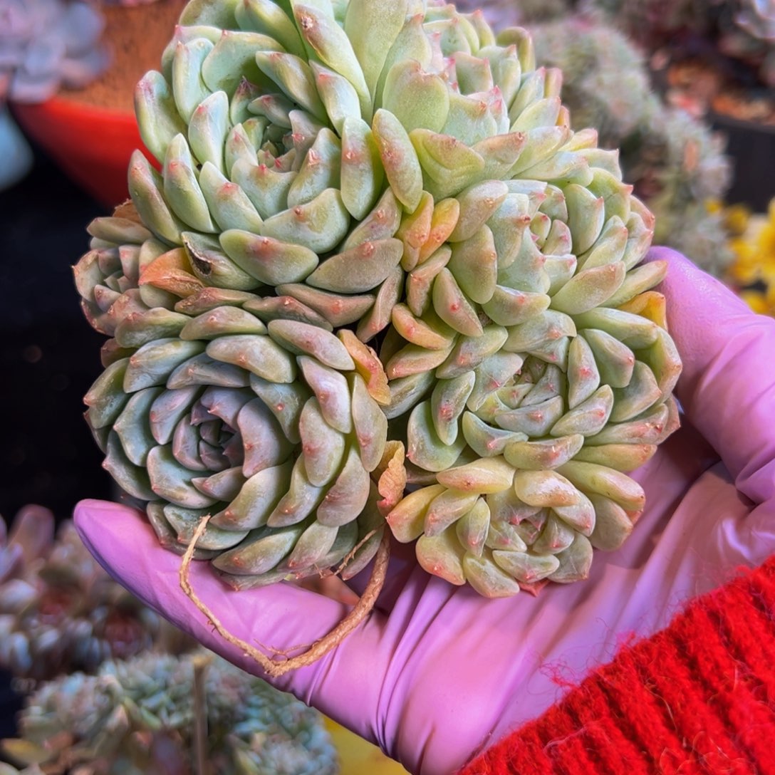 黄钻 新年快乐 新年快乐