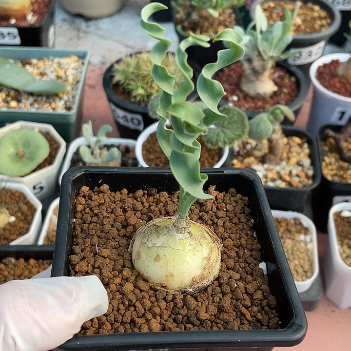 933产地D属宽叶弹簧草