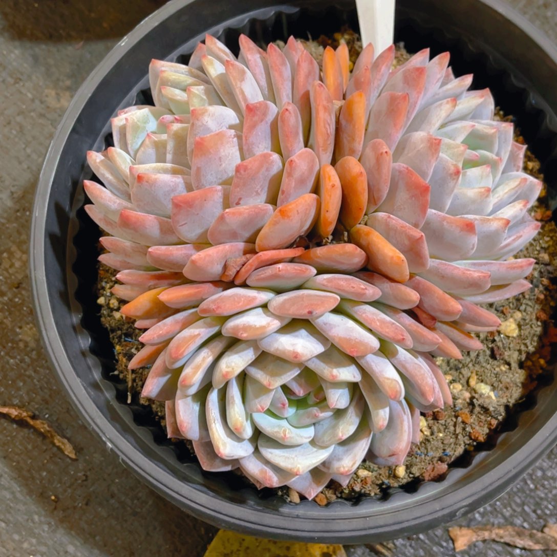 精控橙子000000608