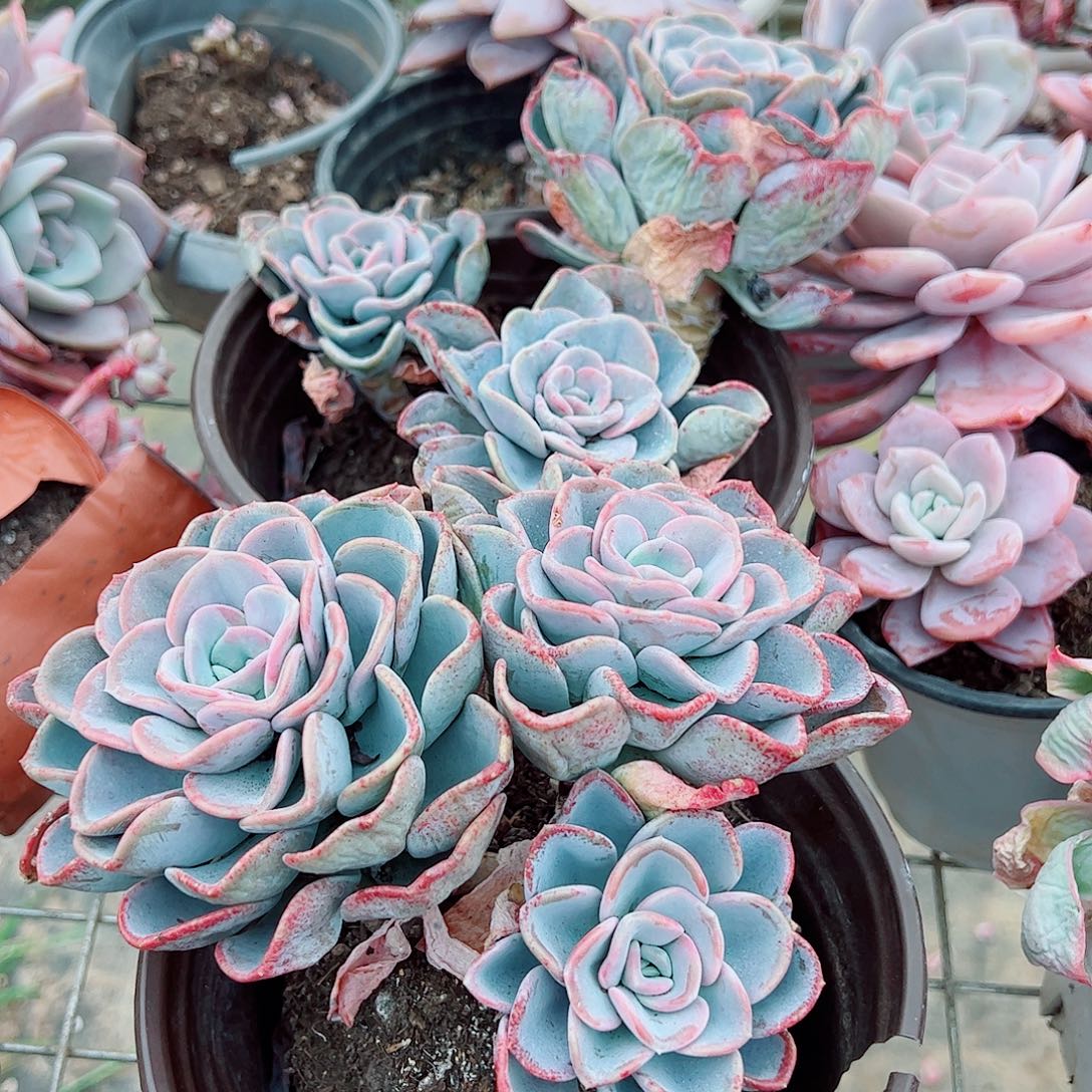 美尻多头群生精品特价