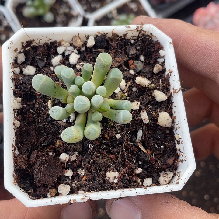 五十铃玉小课带盆发货