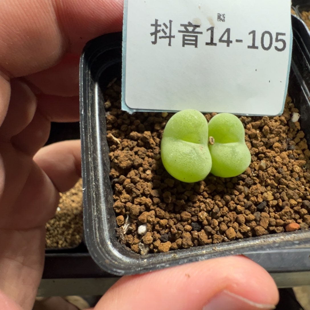 14-105肉锥多肉植物