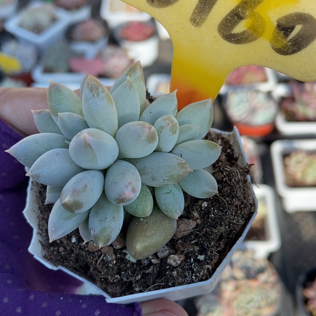 3160哥特多肉植物多肉