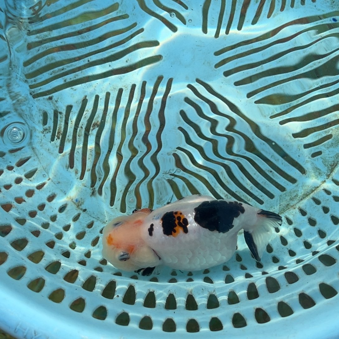 L***o金鱼22222222222222222222