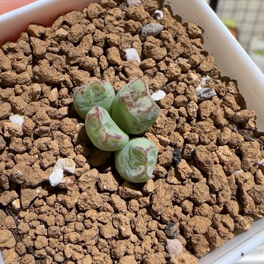 肉锥多肉植物组合-红线元宝981