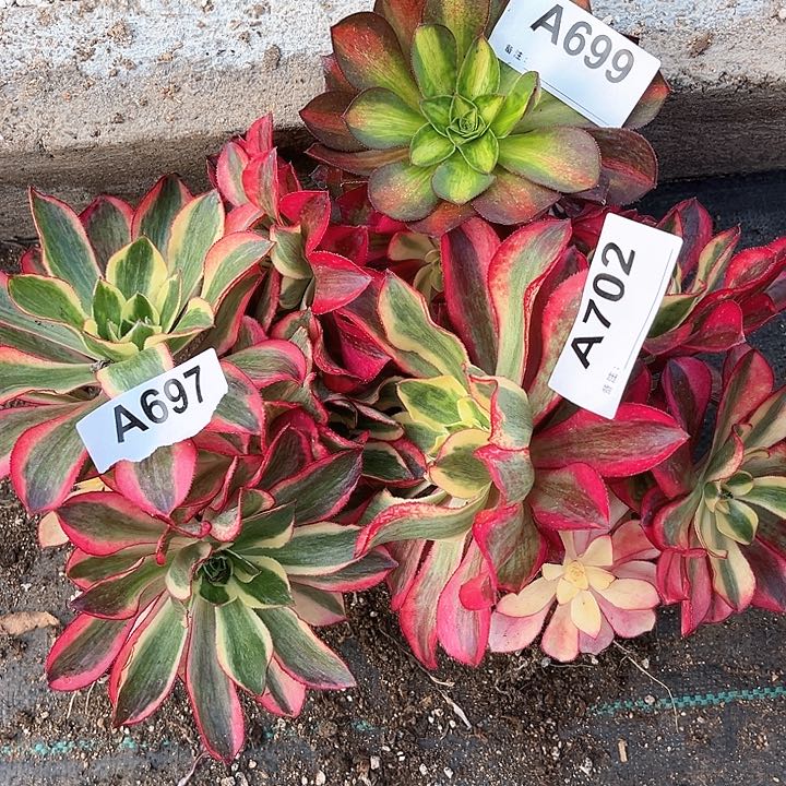 697699702魅影多肉