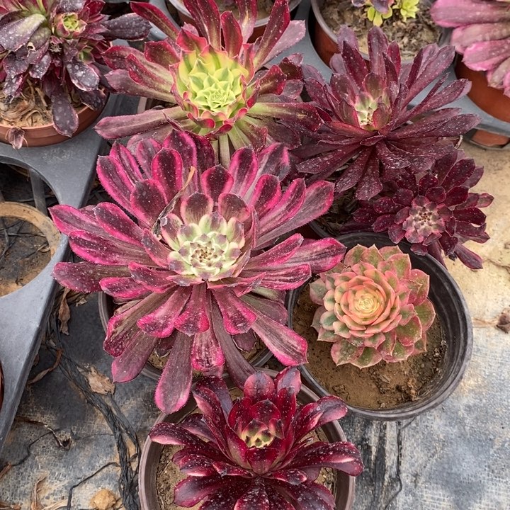 5颗不同老桩单头法师锦