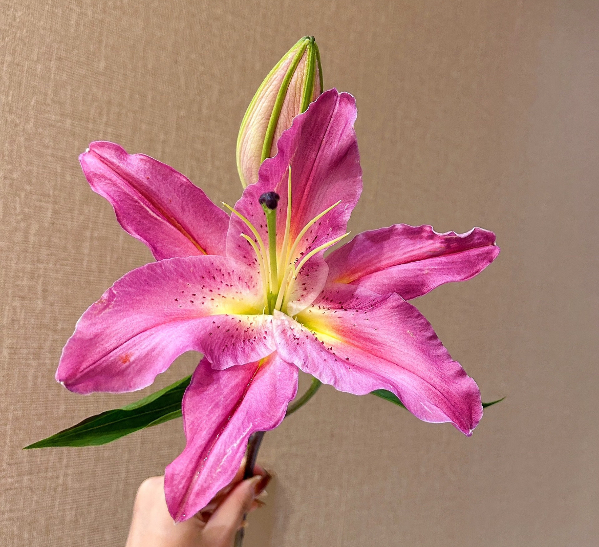 紫薇公主香水百合颜色好看花期久