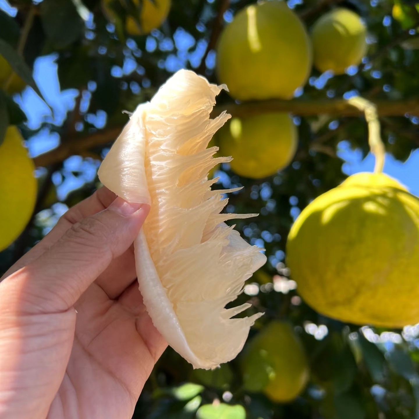 正宗江永香柚柚子大果湖南永州特产老树沙田柚湖南永州江永香柚