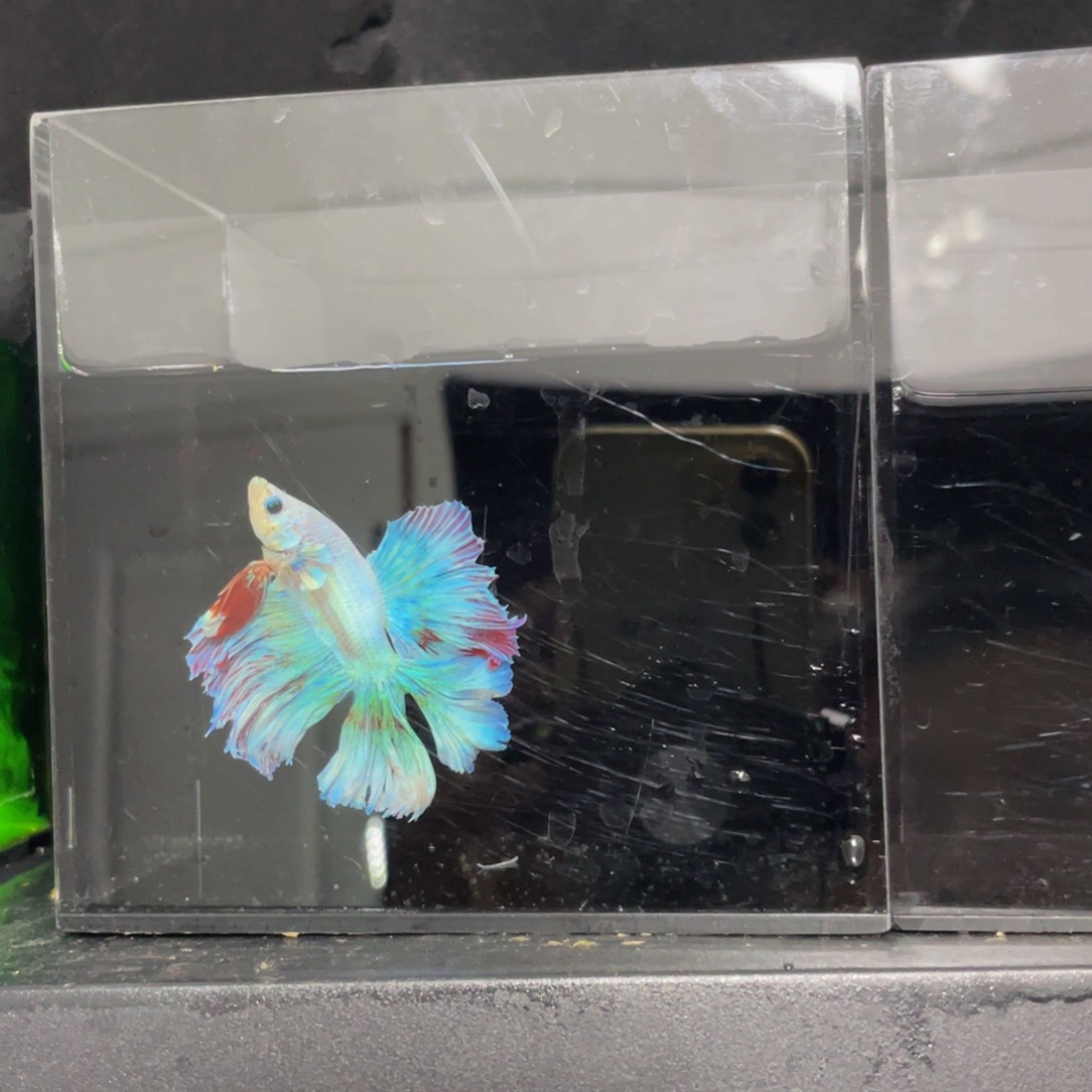 海水哈哈哈哈哈哈哈哈试试社会