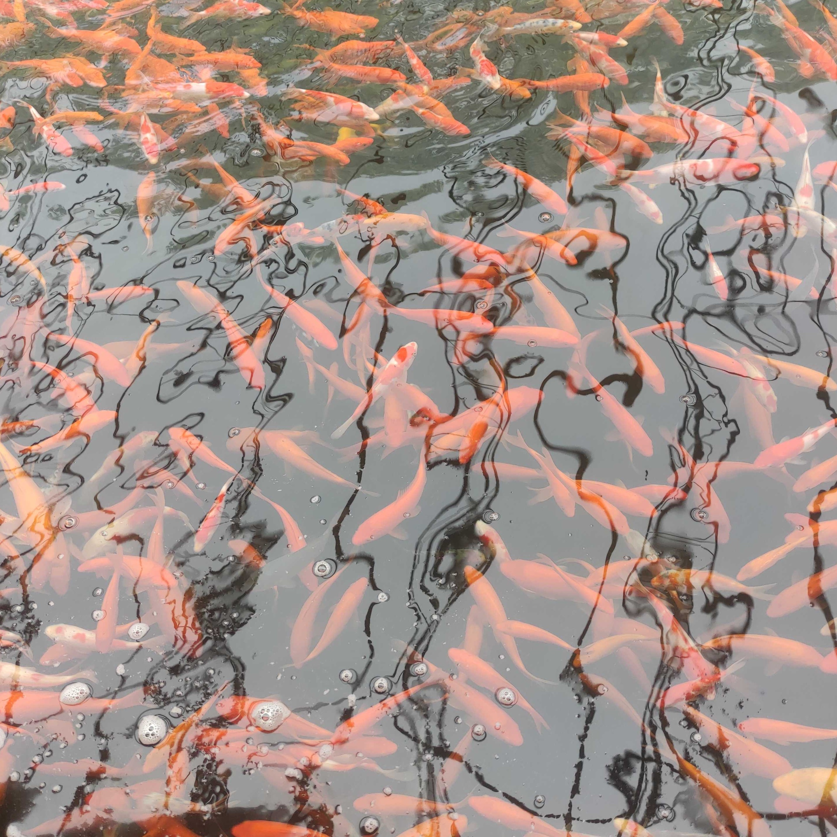 十公分到十五公分锦鲤