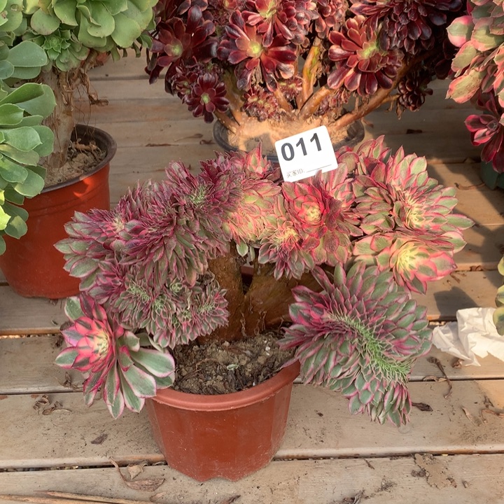 011倾城缀多肉法师