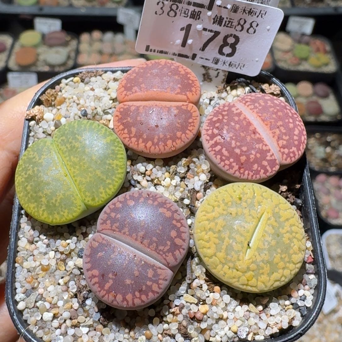 Ssss清货价便宜出178