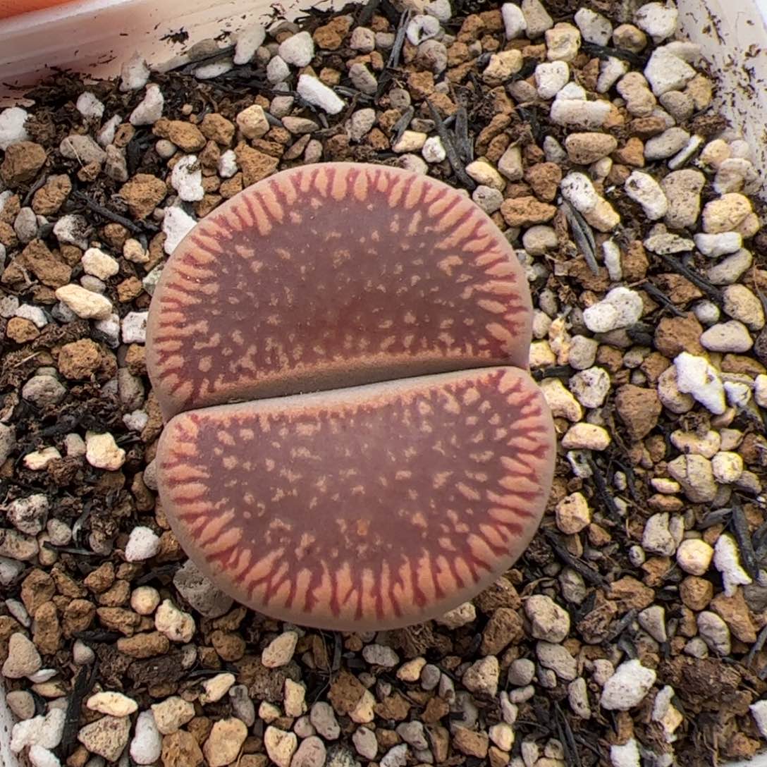 0222号红光阳 多肉植物