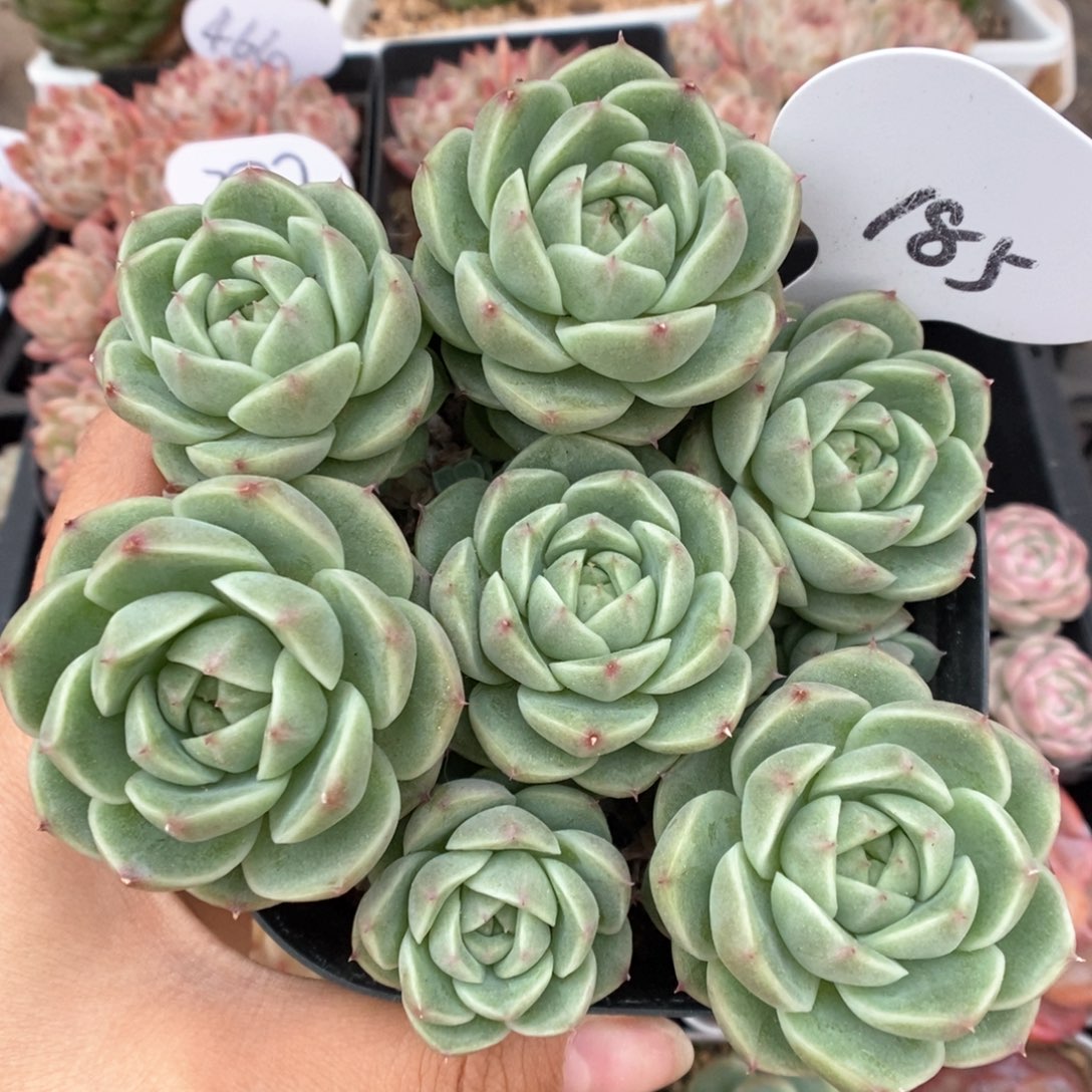 珍妮麦秆群生185号。 