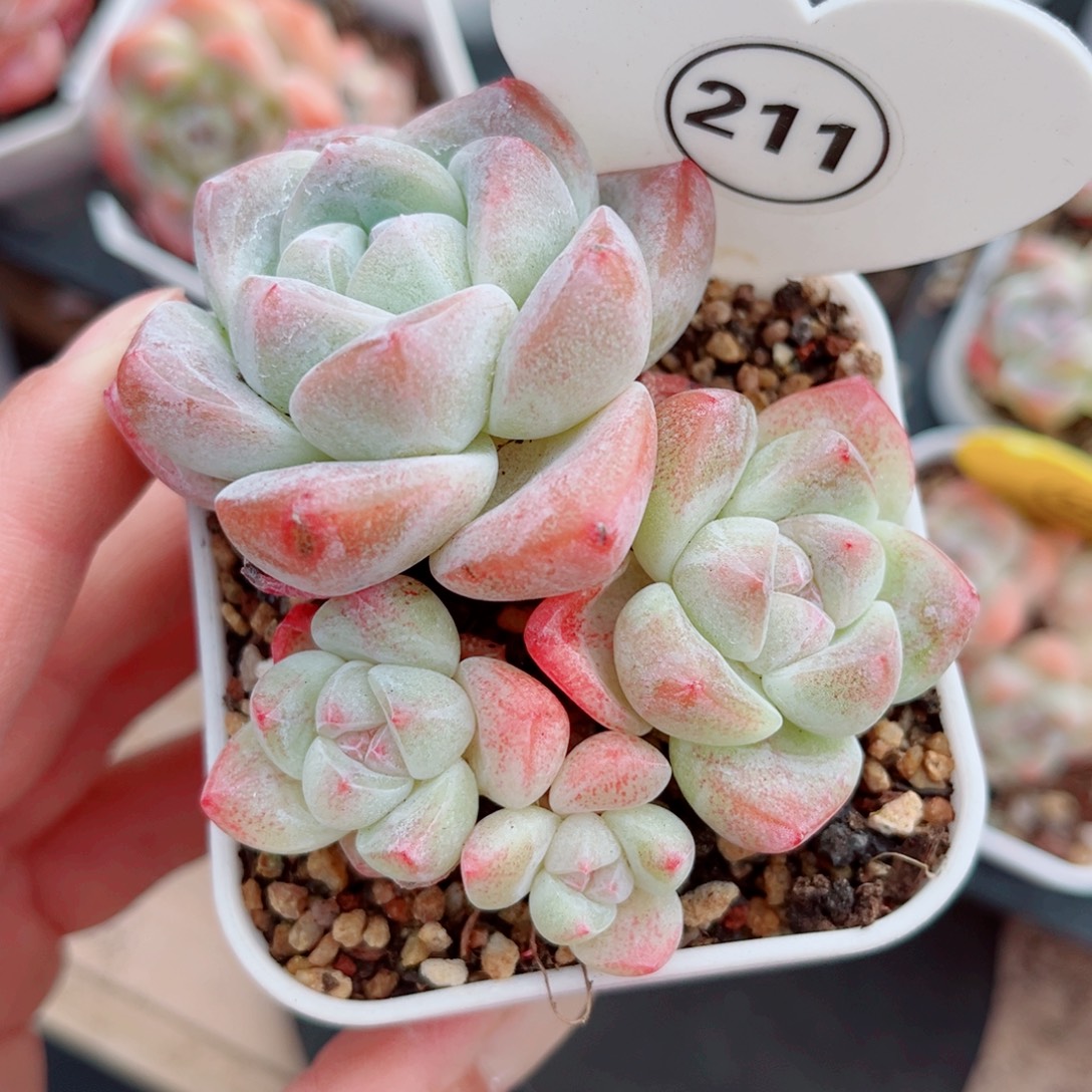 211号小老桩冰玉群