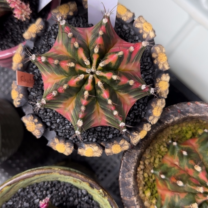 弑*22-0210杜鹃脱土发多肉