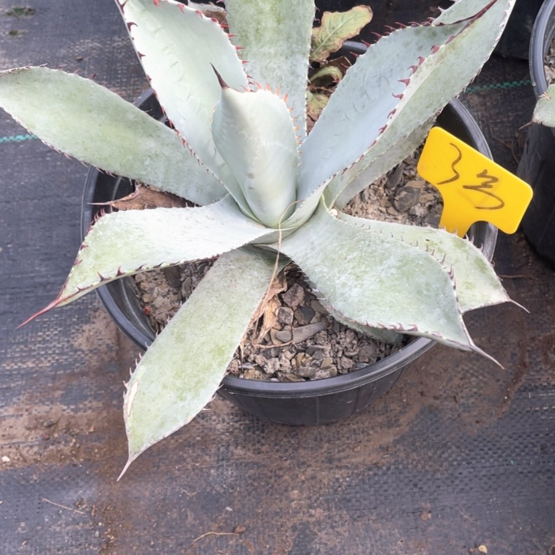 无花朵龙舌兰虚空高级灰