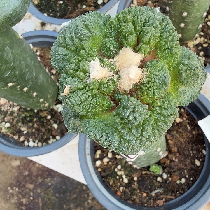 无花朵601大尤哥斯拉东二