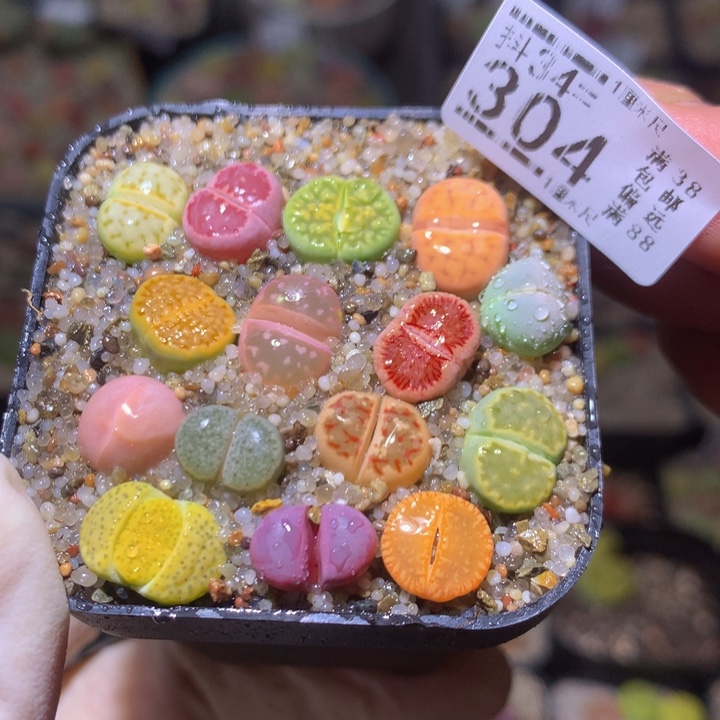 精品生石花34.304