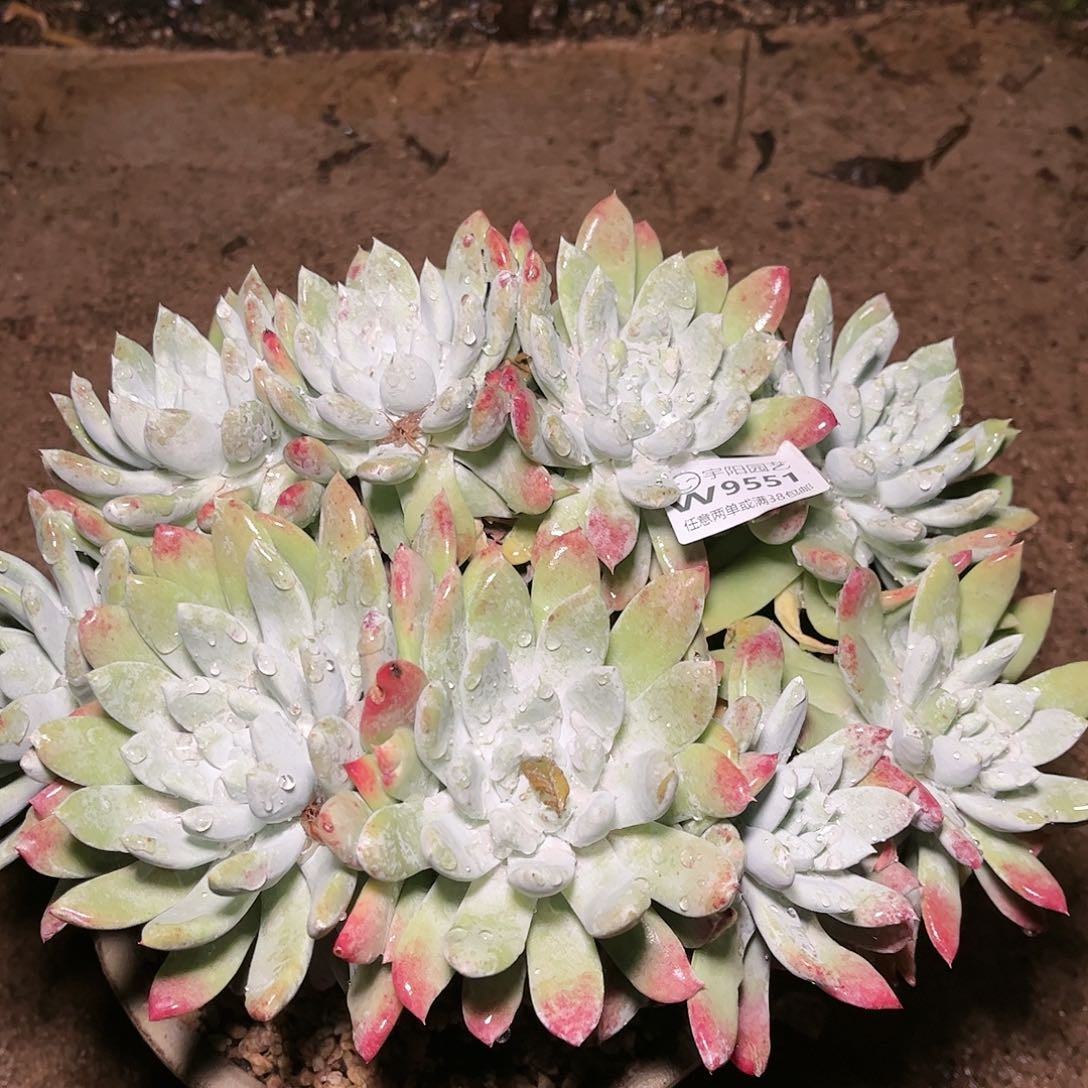 9551帕翠啥仙女杯多肉