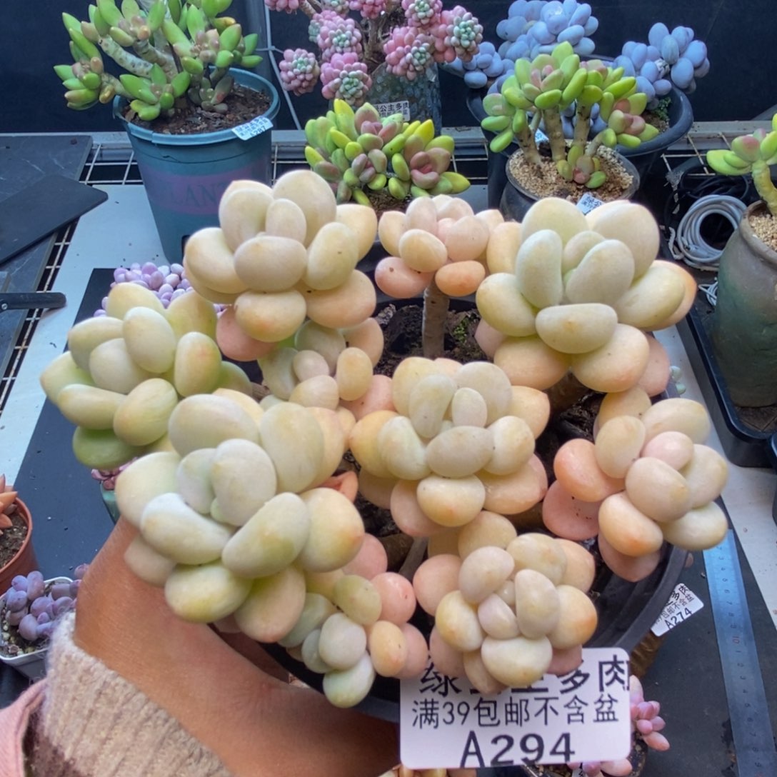 294白奶糖多肉8c m