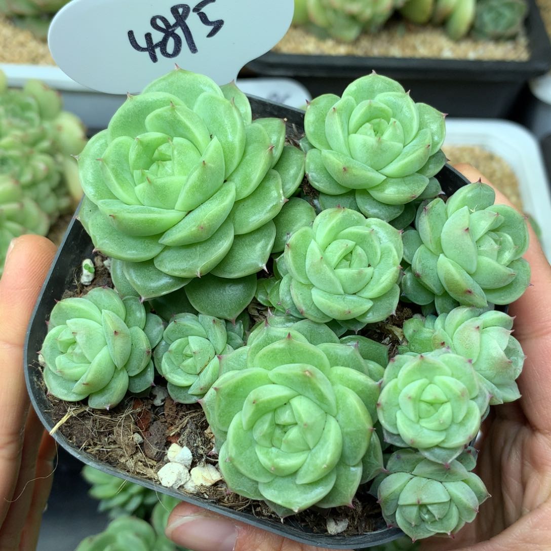 定繁珍妮麦秆群4895