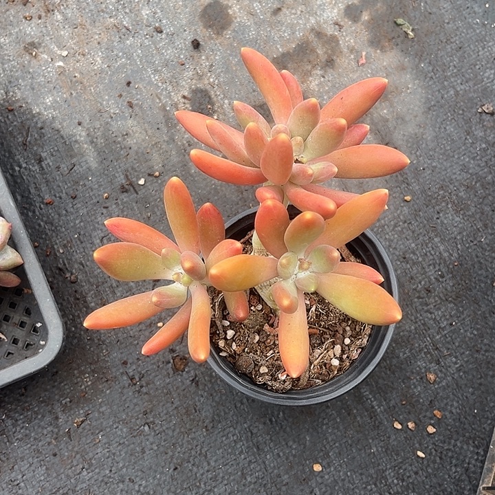 林***默多肉植物芒果奶缀