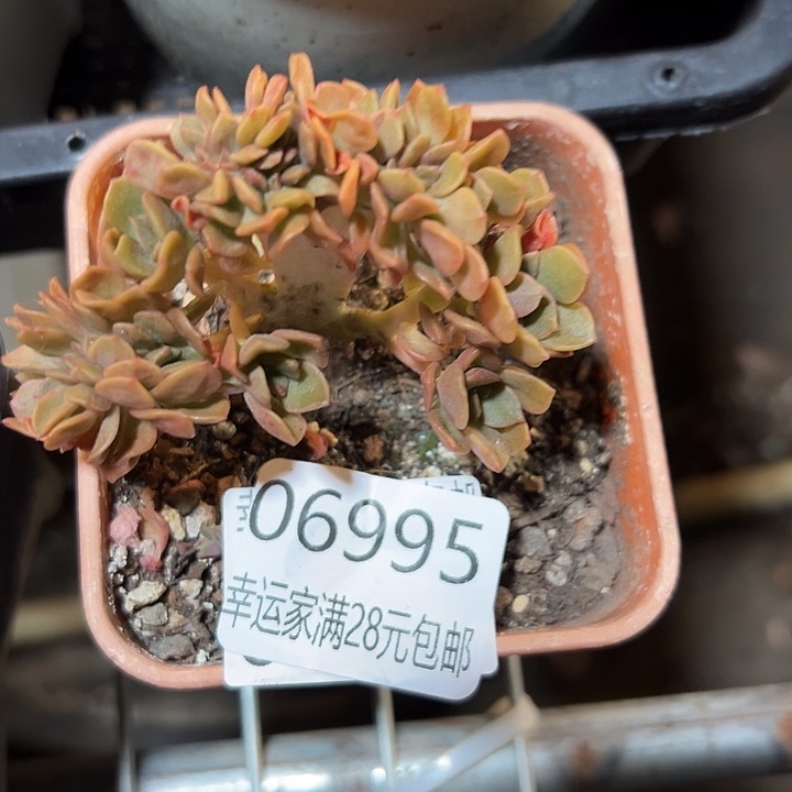 幸运的是我还在努力地生活